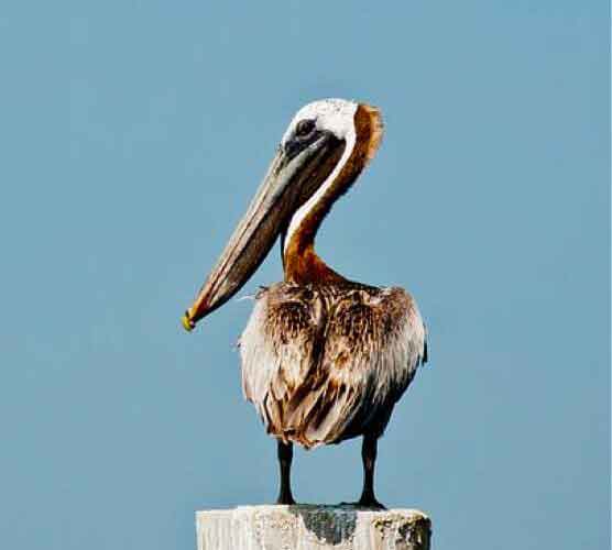 手机攻击器APP下载