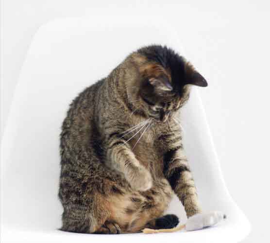 手机攻击器APP下载